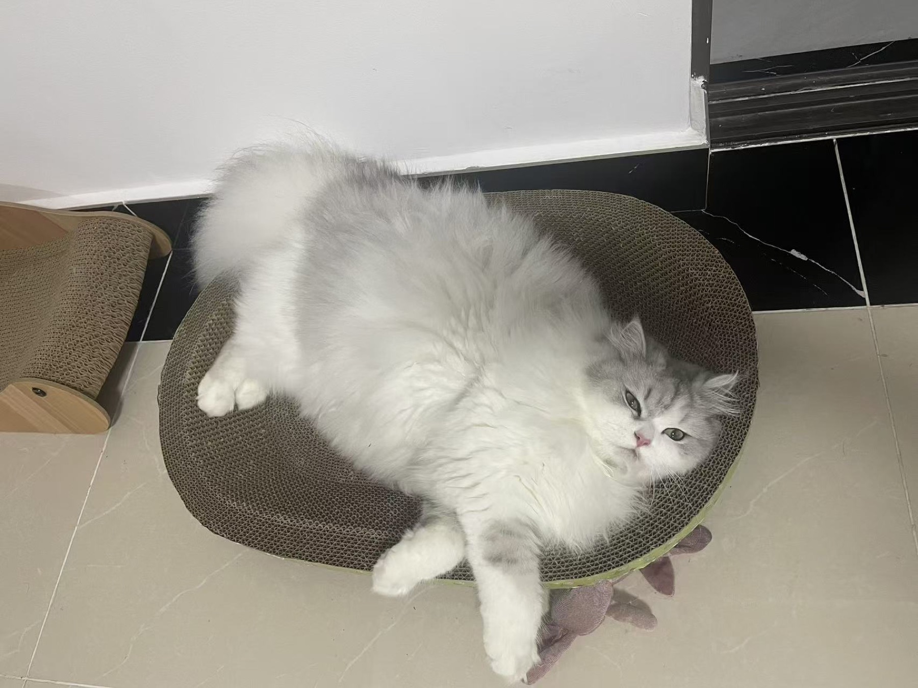 八八猫趴在猫抓板上