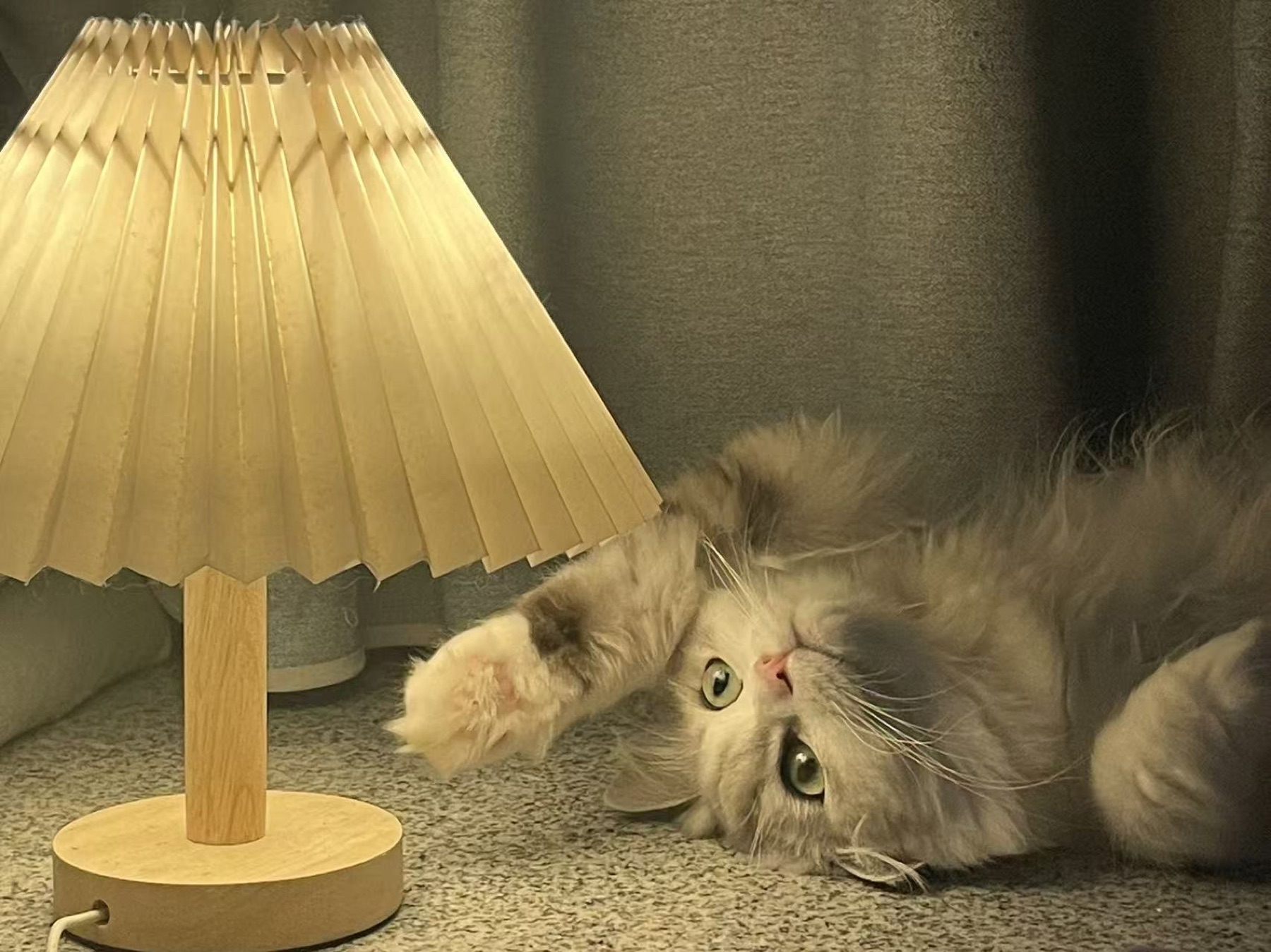 八八猫躺在暖色台灯旁边