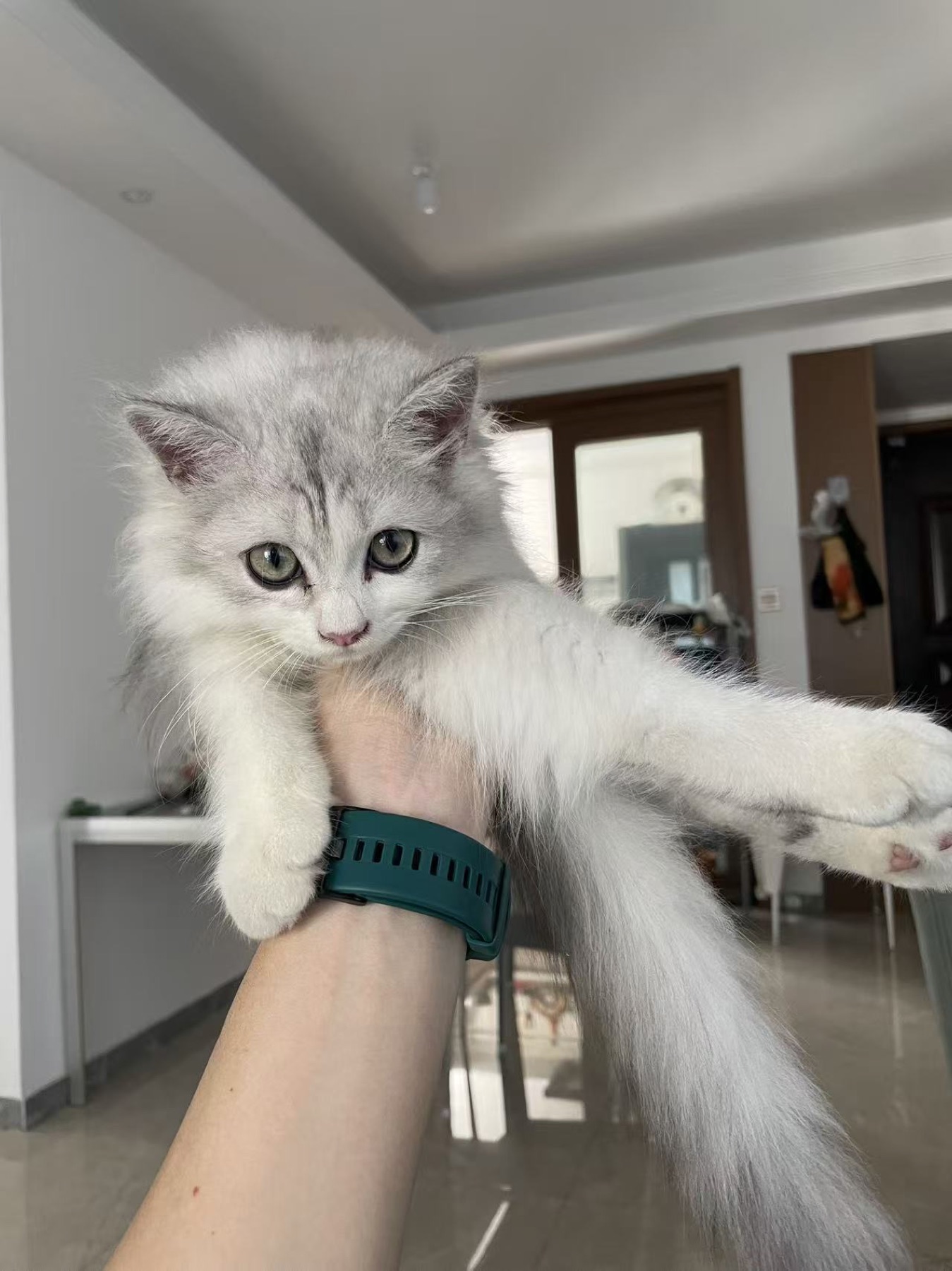 八八猫被抱起看向镜头